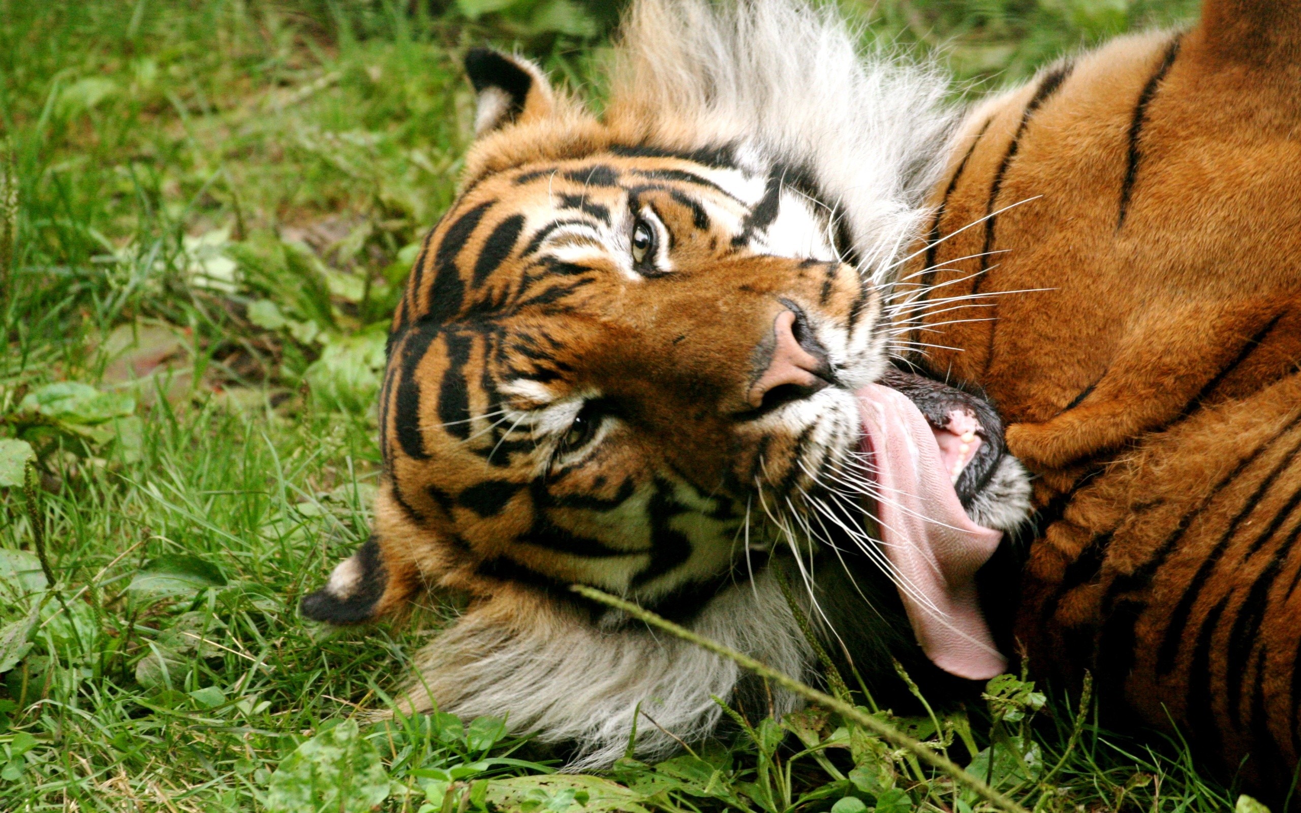 animals, Tigers, Tongue Wallpaper