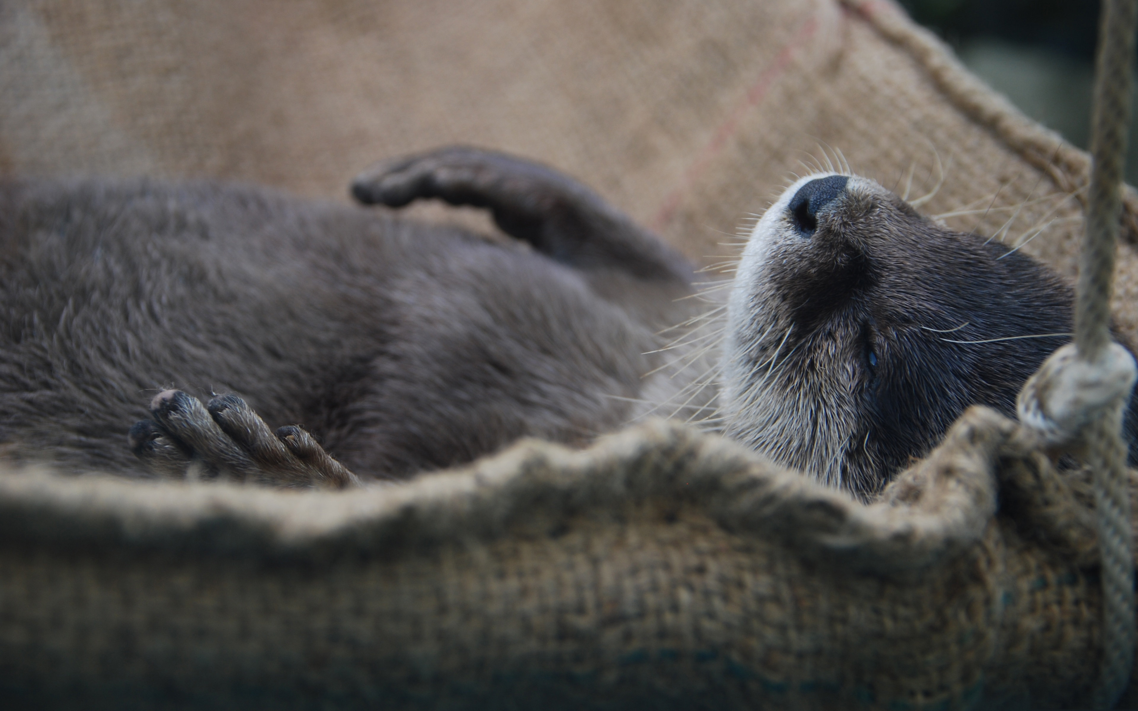 nap, Otter Wallpaper