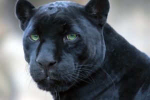 animals, Panthers, Black, Panther
