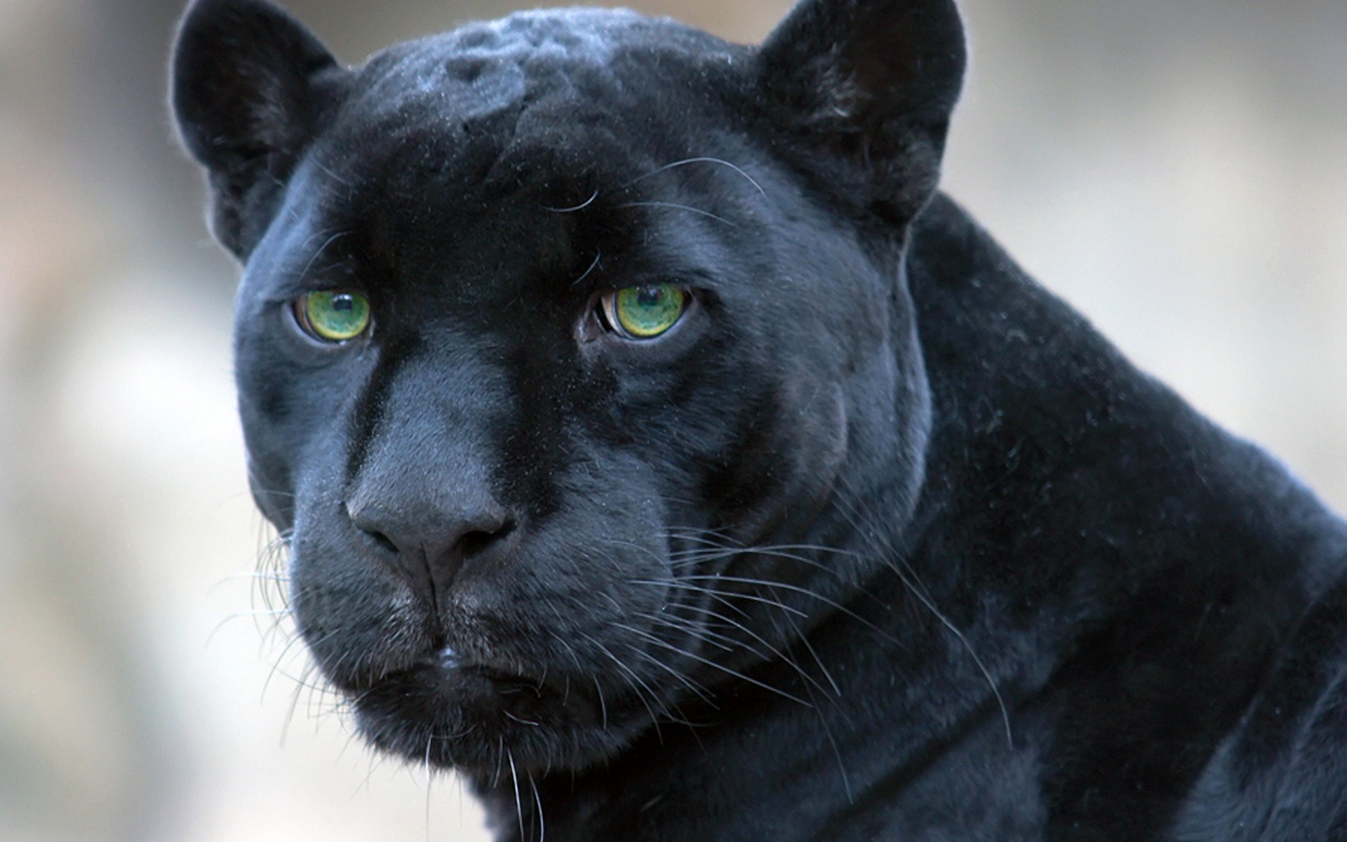 animals, Panthers, Black, Panther Wallpaper