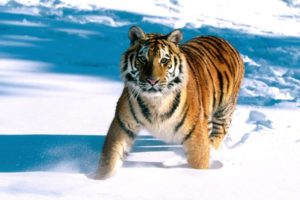 snow, Animals, Tigers, Feline