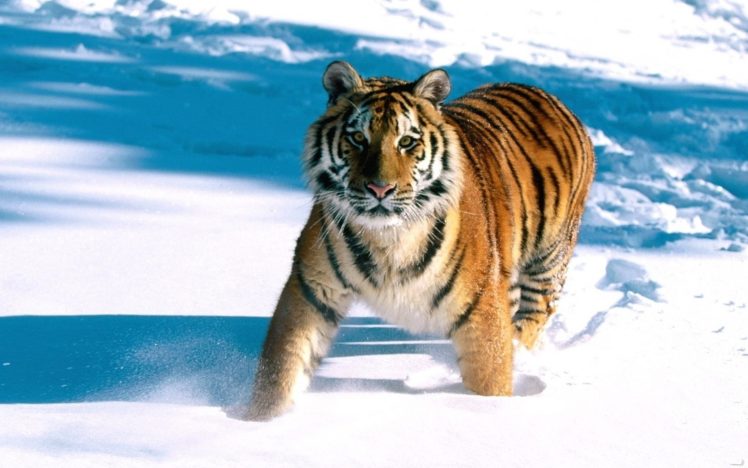 snow, Animals, Tigers, Feline HD Wallpaper Desktop Background