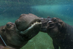 hippopotamus, Hippo