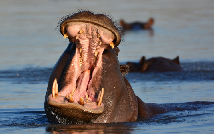 hippopotamus, Hippo HD Wallpaper Desktop Background