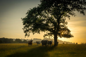 cow, Trees, Landscapes, Sunrise, Sunset, Mood, Morning