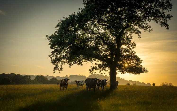 cow, Trees, Landscapes, Sunrise, Sunset, Mood, Morning HD Wallpaper Desktop Background