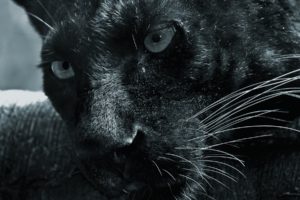close up, Animals, Panthers, Black, Panther