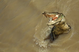 crocodile, Nature, Water, Predator