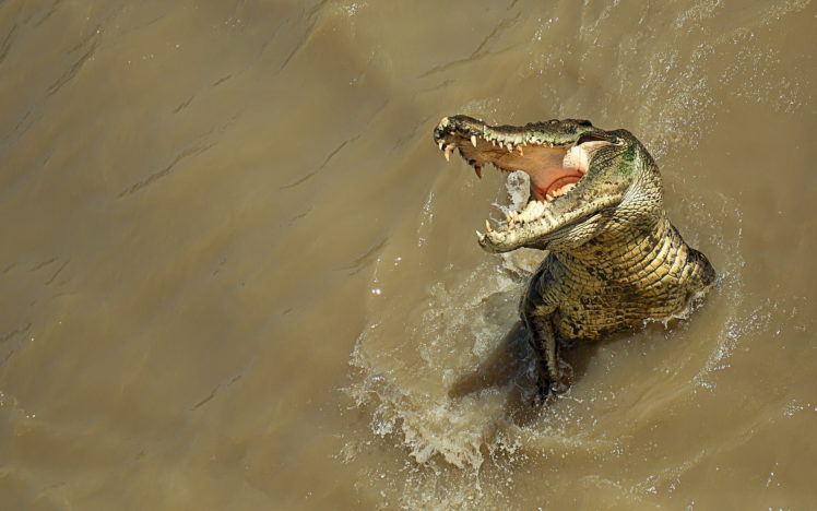 crocodile, Nature, Water, Predator HD Wallpaper Desktop Background