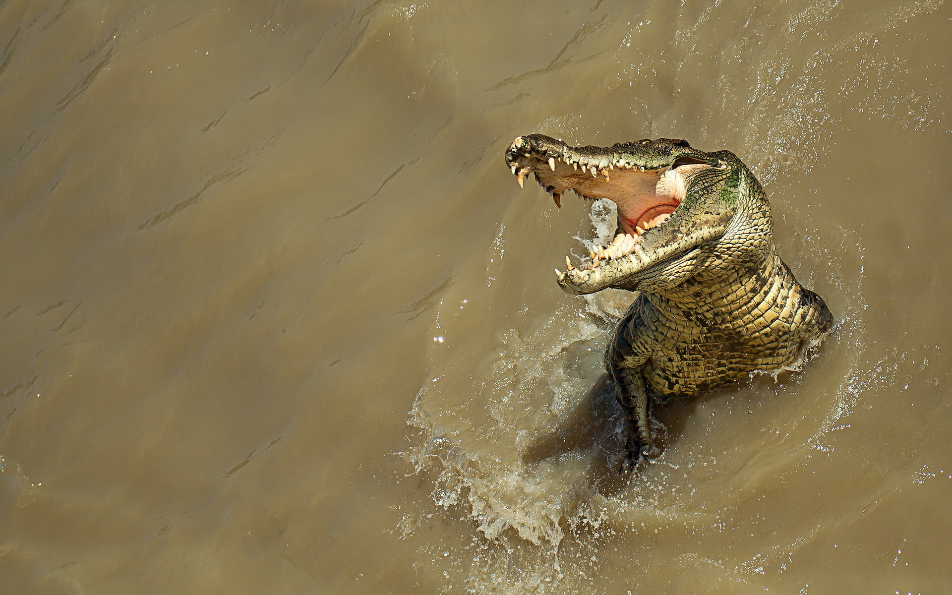 crocodile, Nature, Water, Predator Wallpaper