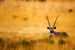 savannah, Antelope, Horns