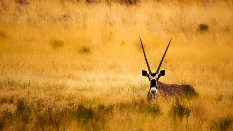 savannah, Antelope, Horns HD Wallpaper Desktop Background