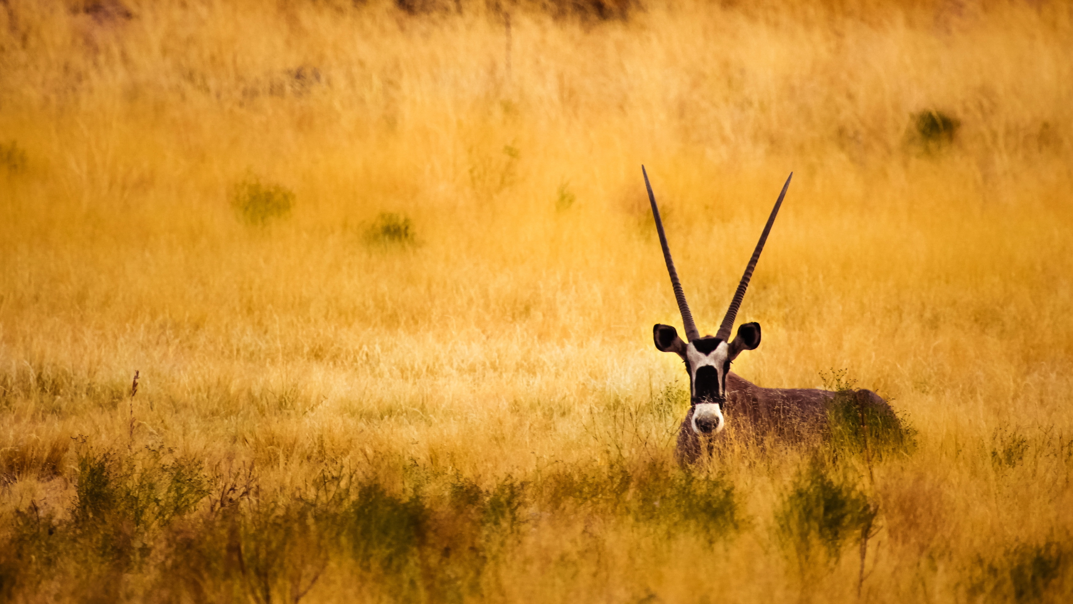 savannah, Antelope, Horns Wallpaper