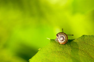 snail, On, Green, Leaf