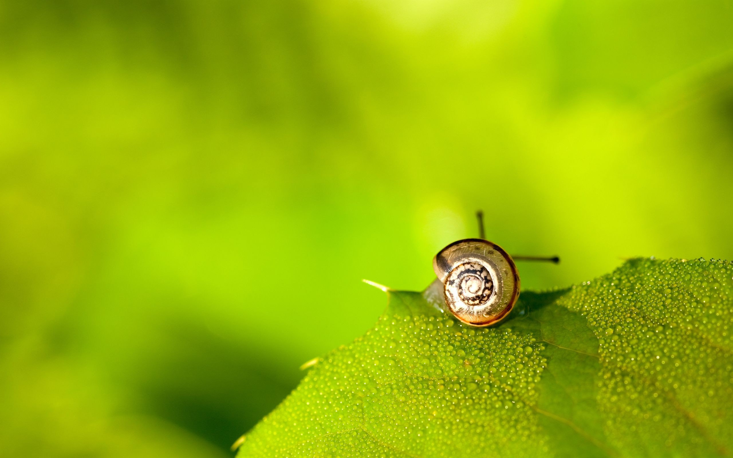 snail, On, Green, Leaf Wallpaper