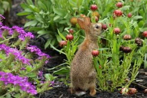 rabbit, Flowers