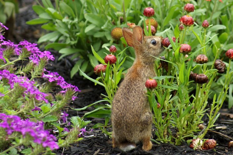 rabbit, Flowers HD Wallpaper Desktop Background