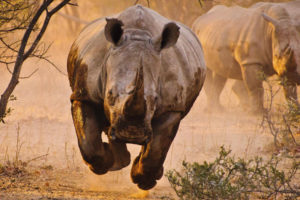 rhino, Rhinoceros