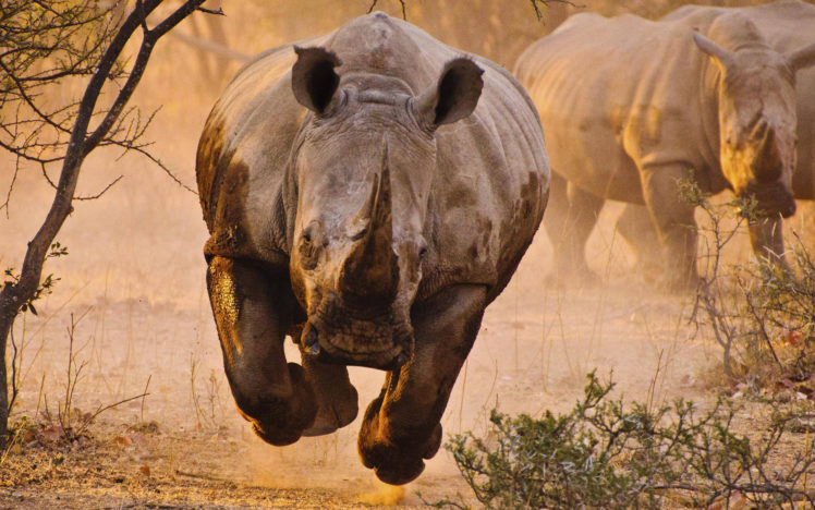 rhino, Rhinoceros HD Wallpaper Desktop Background