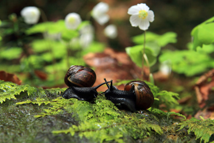 snails, Macro, Leaves, Flowers, Bridesmaids HD Wallpaper Desktop Background