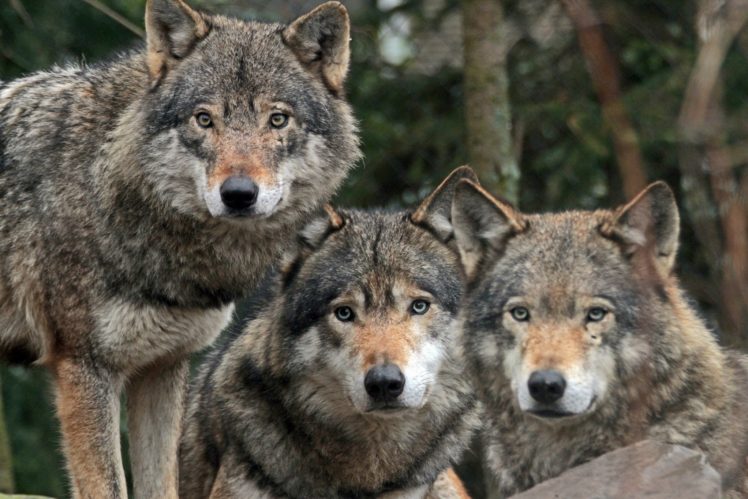 wolves, Animals, Wolf HD Wallpaper Desktop Background