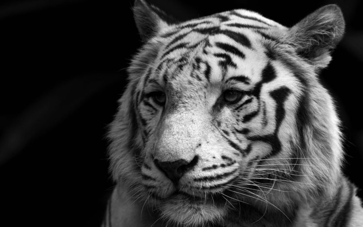 animals, White, Tiger, Monochrome HD Wallpaper Desktop Background