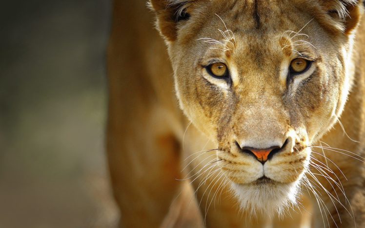 up, Nature, Animals, Lions HD Wallpaper Desktop Background