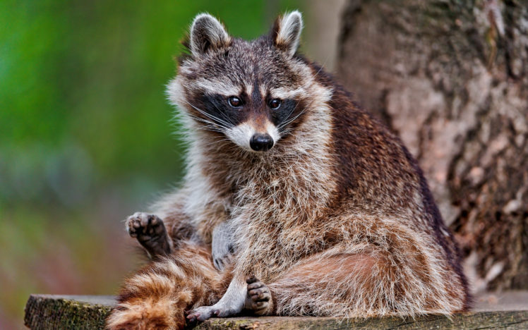 raccoon, Stripes, Animal HD Wallpaper Desktop Background