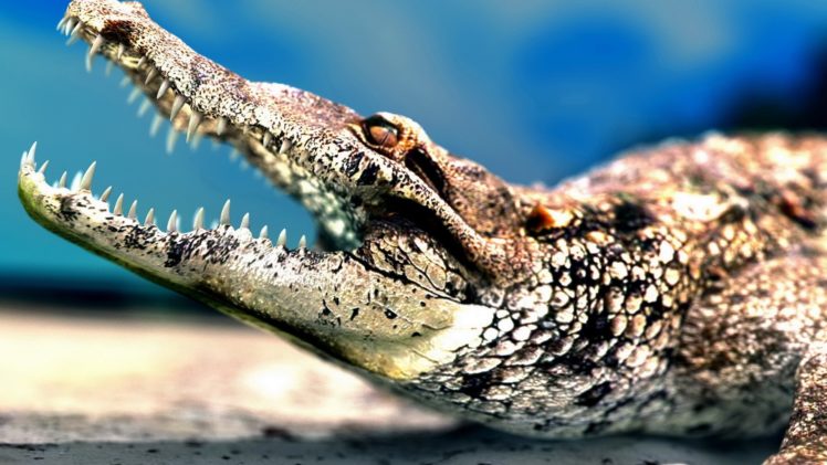 crocodile, Teeth, Tilt, Shift HD Wallpaper Desktop Background