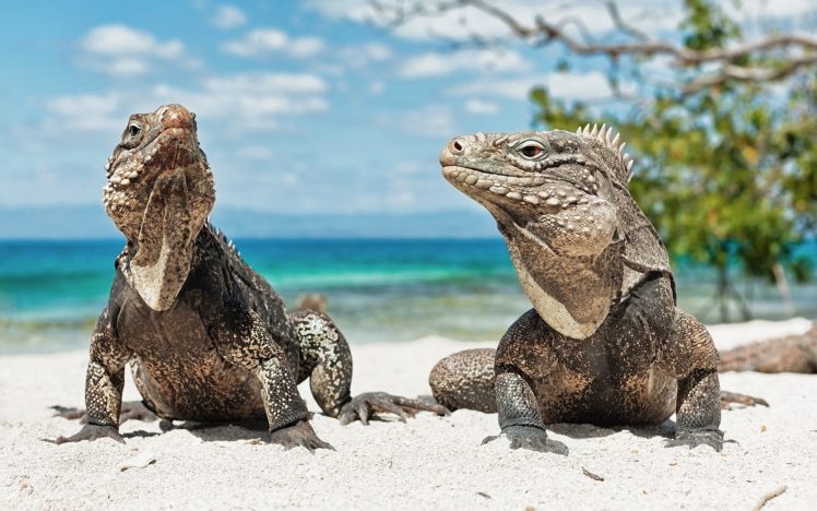 ocean, Landscapes, Animals, Lizards, Reptiles, Iguana HD Wallpaper Desktop Background