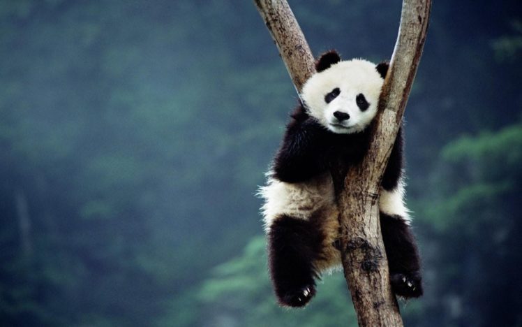 panda, Bear HD Wallpaper Desktop Background