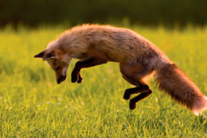 fox, Hunting, Jumping