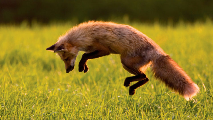 fox, Hunting, Jumping HD Wallpaper Desktop Background