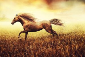 horse, Field, Wheat