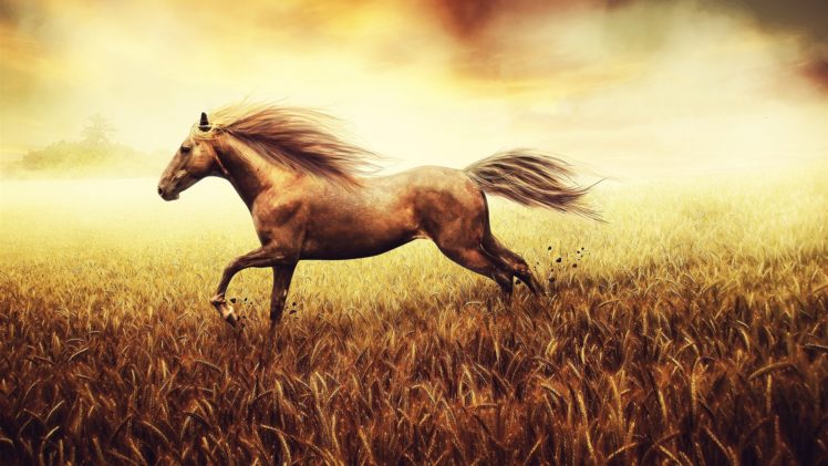 horse, Field, Wheat HD Wallpaper Desktop Background