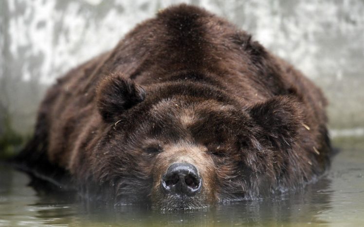 grizzly, Bears, Bears HD Wallpaper Desktop Background