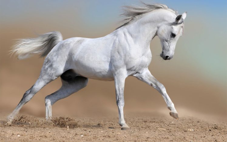 landscapes, Nature, Animals, Horses HD Wallpaper Desktop Background