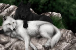 wolf, Wolves, Black, White