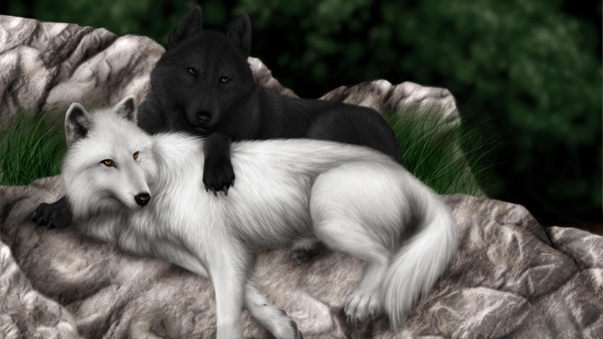 wolf, Wolves, Black, White Wallpaper