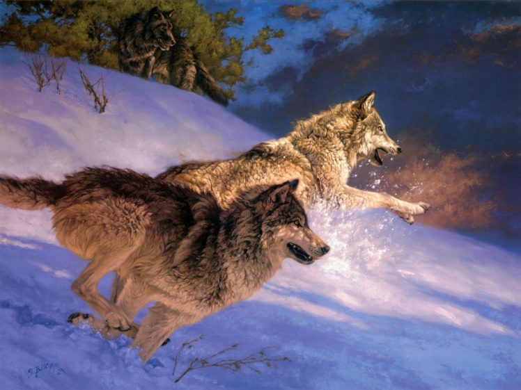 wolwes HD Wallpaper Desktop Background
