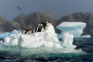 birds, Penguins, Icebergs