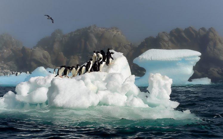 birds, Penguins, Icebergs HD Wallpaper Desktop Background