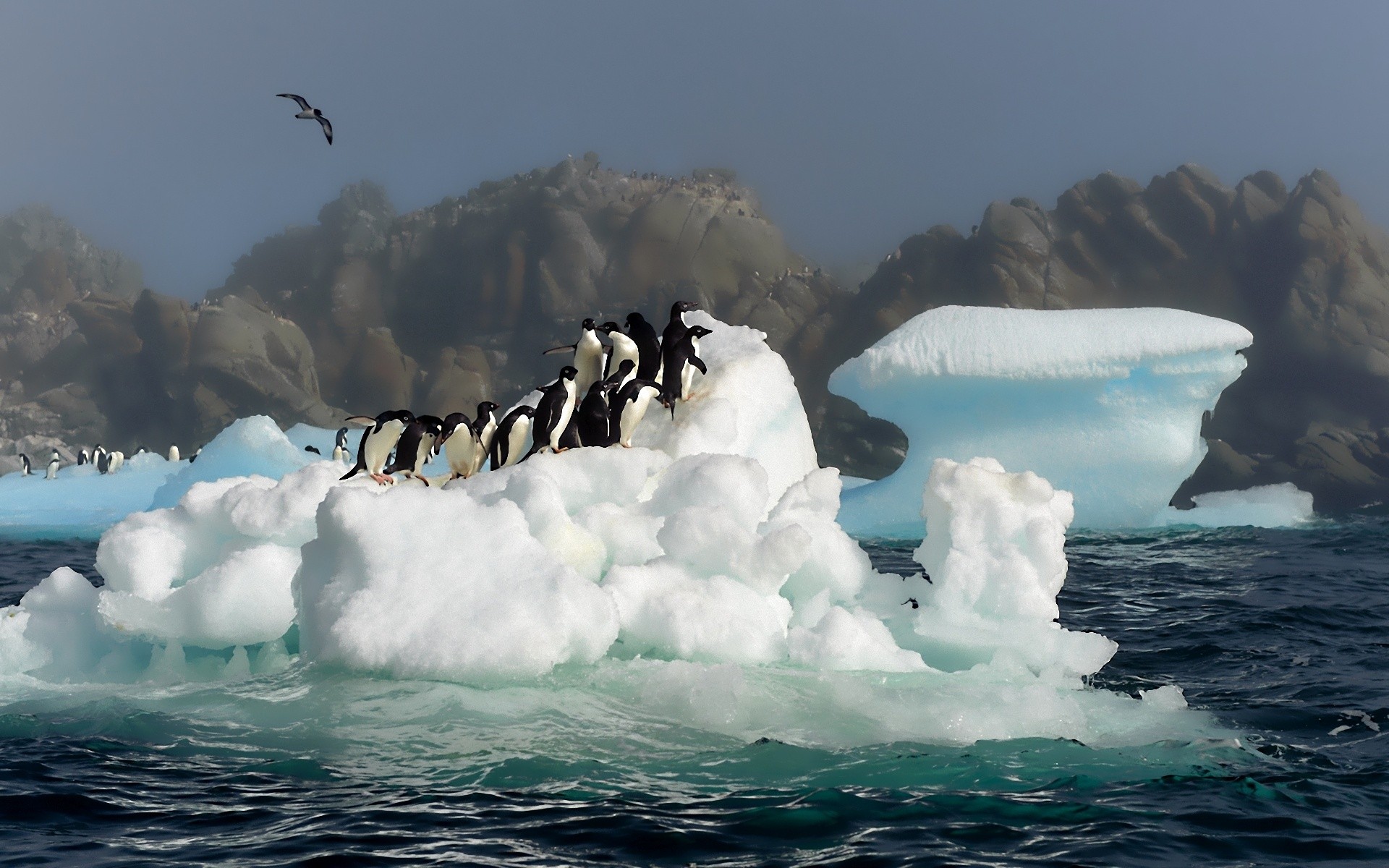 birds, Penguins, Icebergs Wallpaper