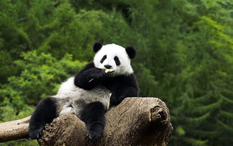panda, Bear HD Wallpaper Desktop Background