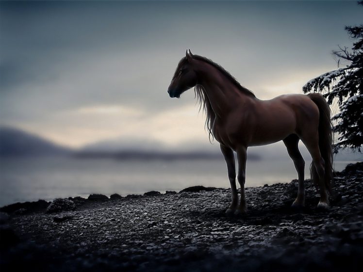 clouds, Snow, Animals, Horses, Horse HD Wallpaper Desktop Background