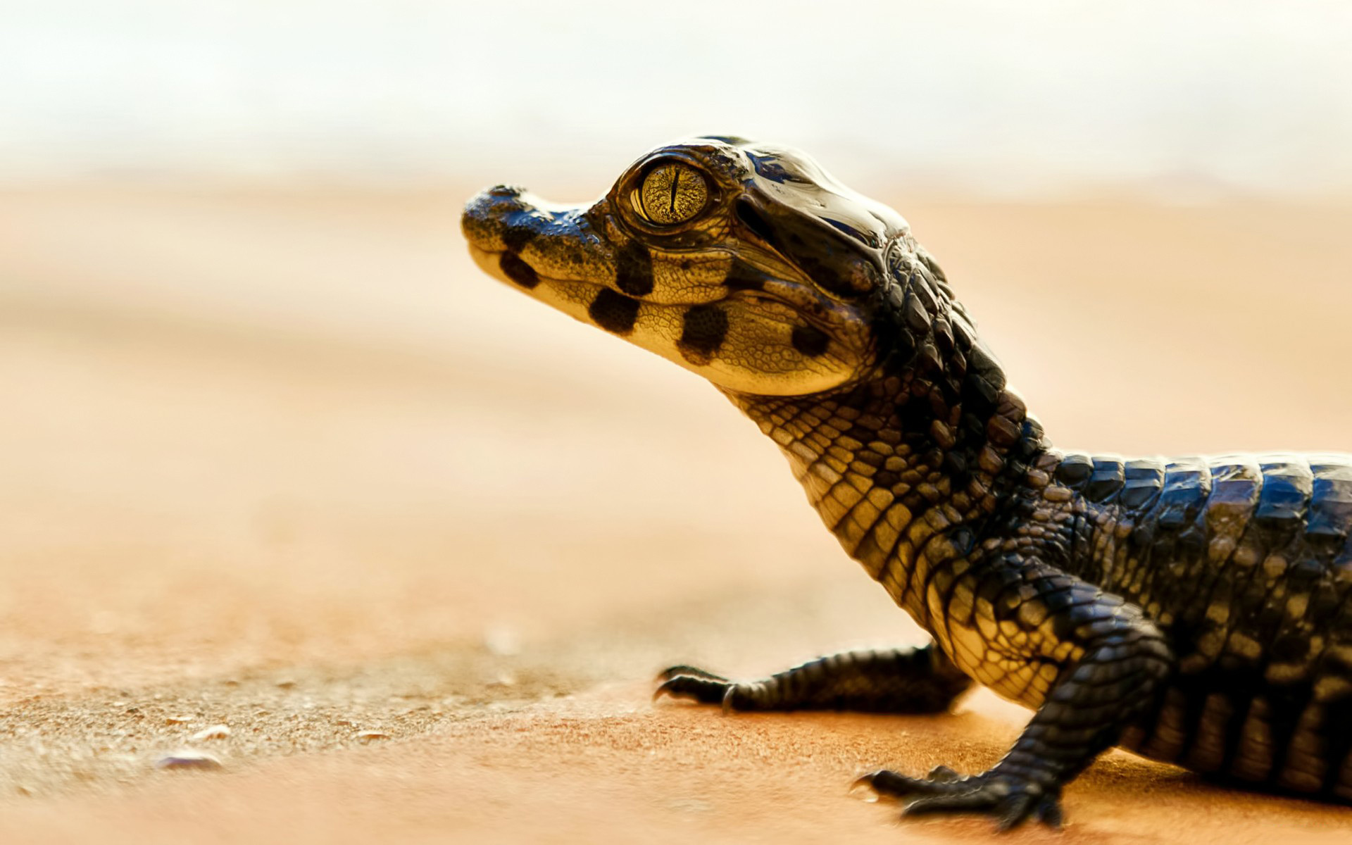 crocodile Wallpaper