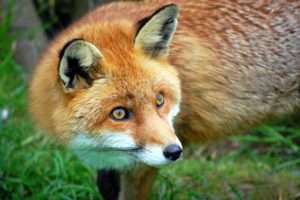 fox, Foxes, Face, Eyes