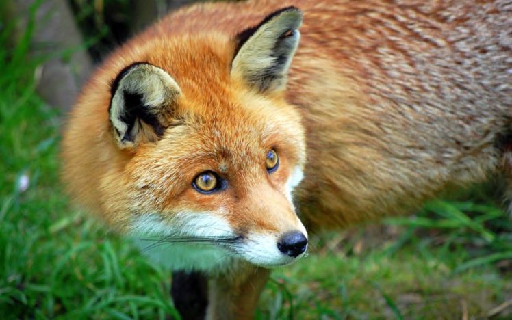 fox, Foxes, Face, Eyes HD Wallpaper Desktop Background