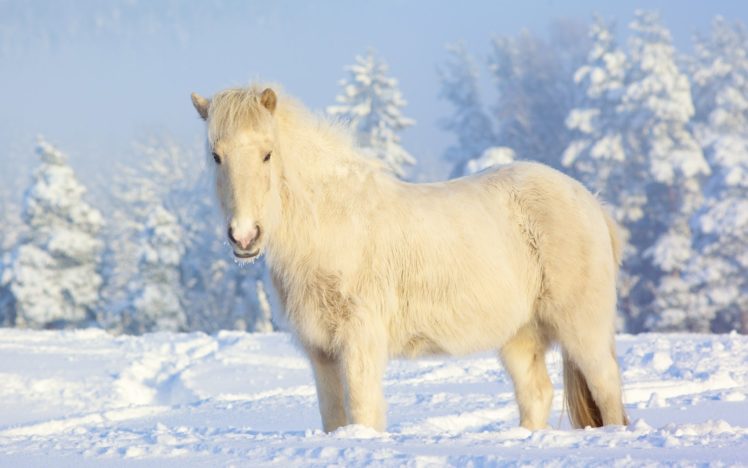 winter, Snow, White, Horses, Iceland, Snow, Landscapes, Animals, Horse HD Wallpaper Desktop Background