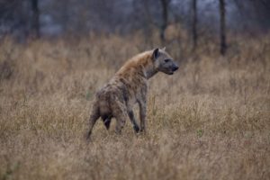hyena, Predator